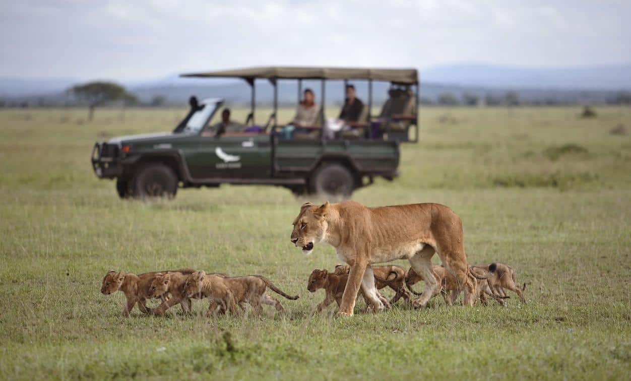 African lion on safari in Africa